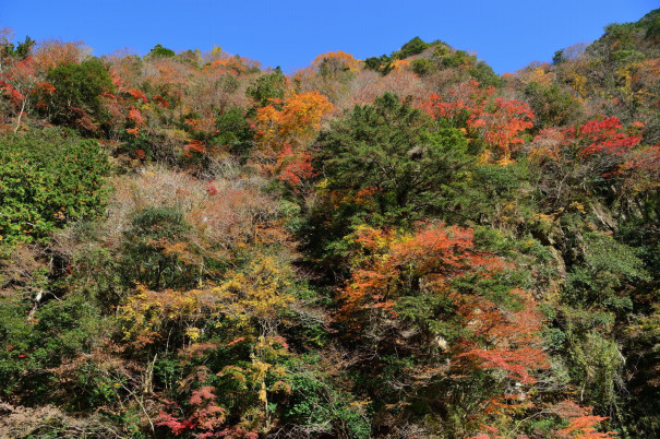 香落渓の紅葉を見に行ってきた ナバリズム