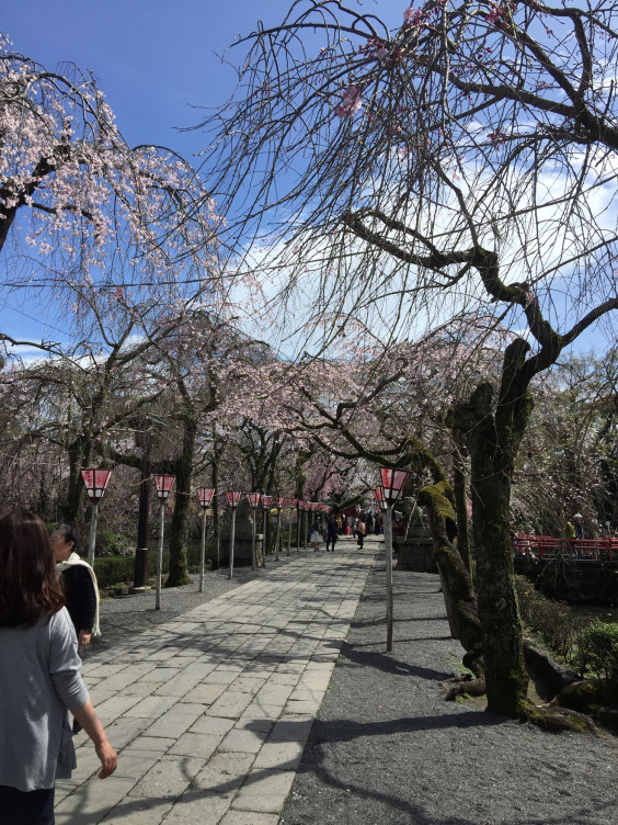 三島大社の桜 Timeless Hair Salon