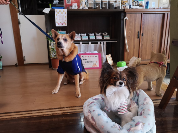 本日の来店わんこ 毛呂山 ドッグカフェ 埼玉 わんこ入店ok わんこ同伴ok ドッグカフェ貸切 イースターエッグ 越生梅林 Sam S Cafe With Dogs