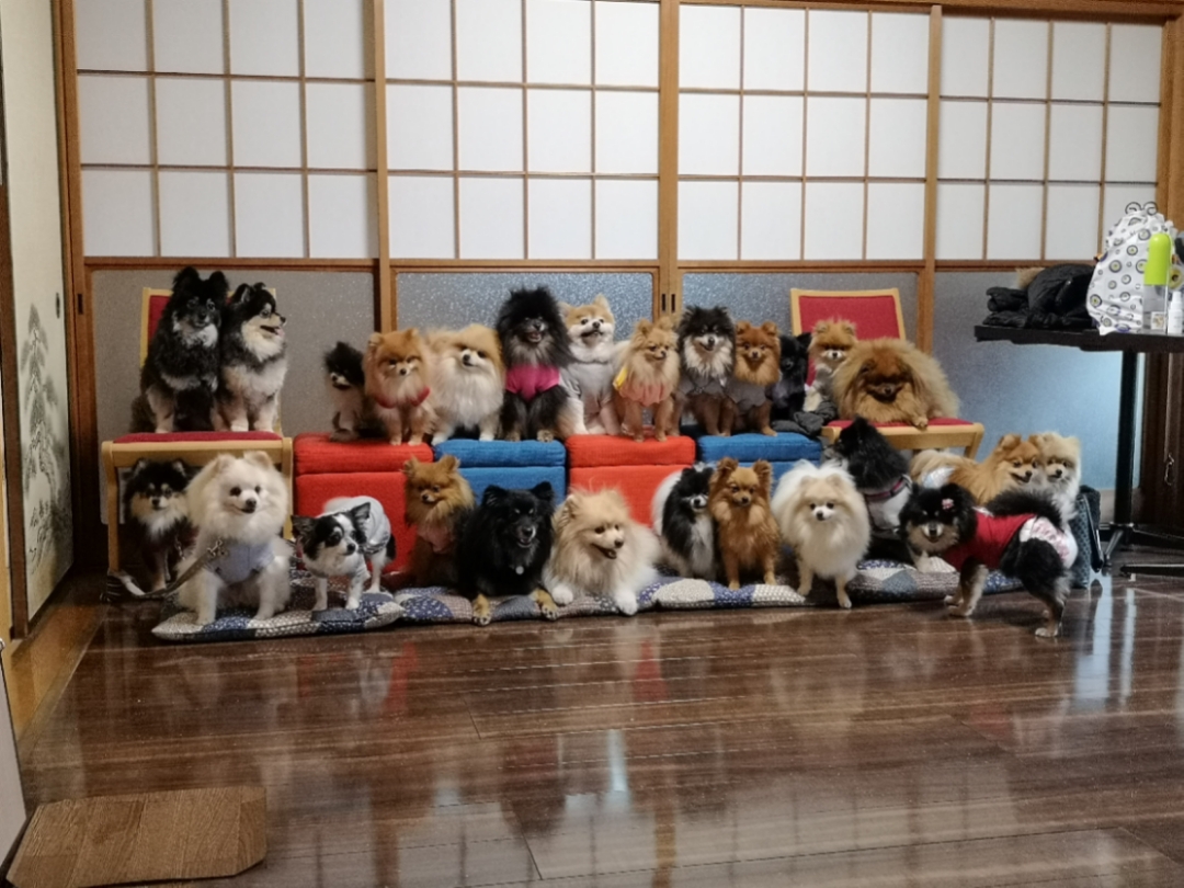 本日は 緊急ポメ祭りです Sam S Cafe With Dogs