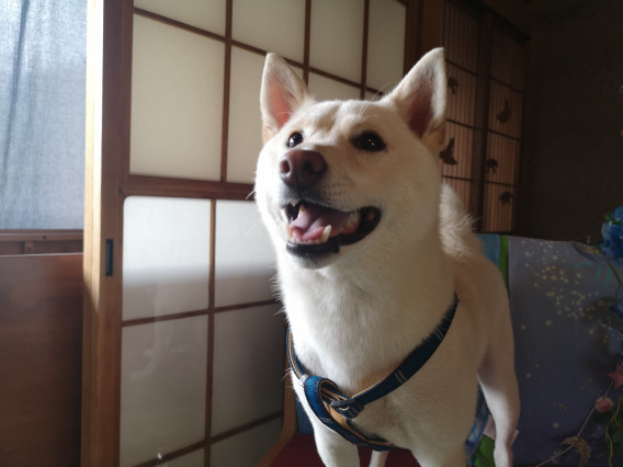 本日の来店わんこ 毛呂山 ドッグカフェ 埼玉 わんこ入店ok わんこ同伴ok ドッグカフェ貸切 七夕 Sam S Cafe With Dogs
