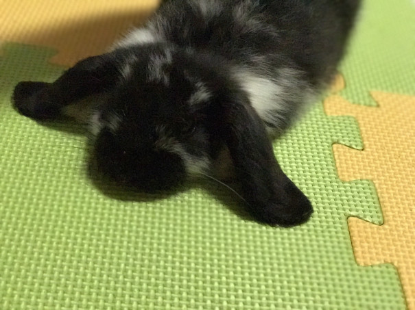 うさぎのリラックスポーズは うさぎフレンズ うさぎのリラックスポーズは うさぎフレンズ