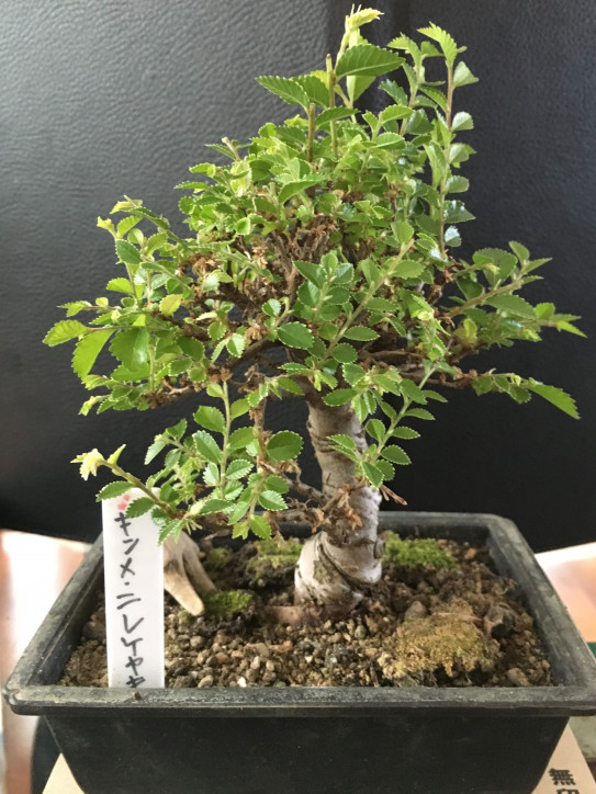 Bonsai Time ミニ盆栽 An Old Man S Blog