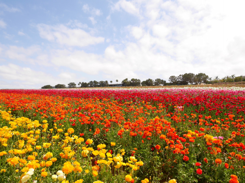 南カリフォルニアの花畑 The Flower Fields Los Angeles Mom Life