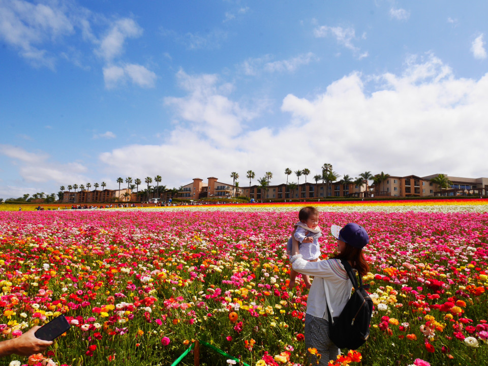南カリフォルニアの花畑 The Flower Fields Los Angeles Mom Life