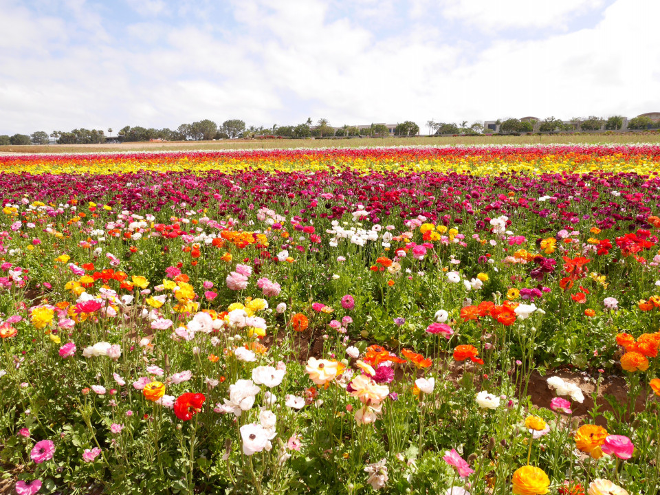 南カリフォルニアの花畑 The Flower Fields Los Angeles Mom Life