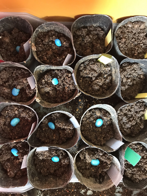 枝豆の作り方 種蒔き 苗作り編 偏屈オヤジの家庭菜園実験室
