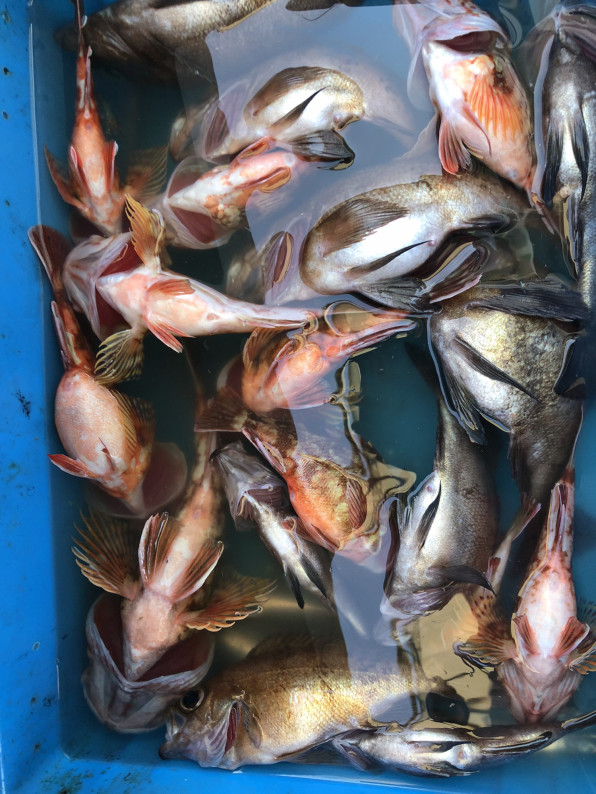 21 02 23 メバル釣り 天草釣り船 天洋丸 天草の海で大物狙って見ませんか