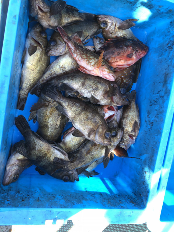 21 02 21 メバル 天草釣り船 天洋丸 天草の海で大物狙って見ませんか