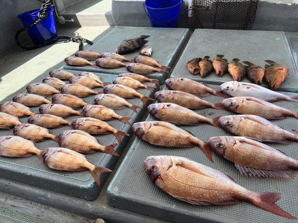 19 09 14 タイ釣り 天草釣り船 天洋丸 天草の海で大物狙って見ませんか