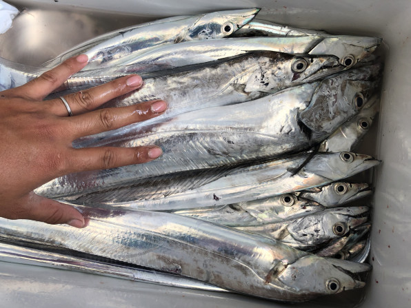 09 10 太刀魚 天草釣り船 天洋丸 天草の海で大物狙って見ませんか