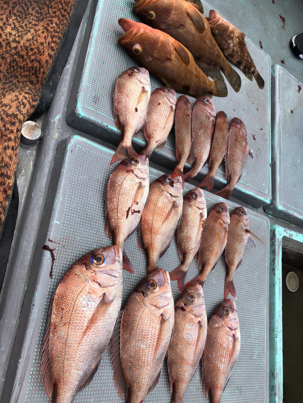 5 17 タイ釣り 天草釣り船 天洋丸 天草の海で大物狙って見ませんか