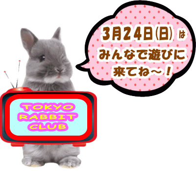 うさぎ作家 Atelier Noel さん Tokyo Rabbit Club うさぎ作家 Atelier Noel さん Tokyo Rabbit Club
