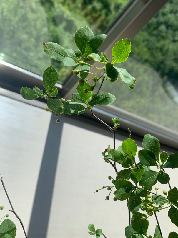 暮らしの中のお花 暑い夏も涼しげに インテリアグリーンとして人気の枝物 ドウダンツツジ ムクリ Mukuri