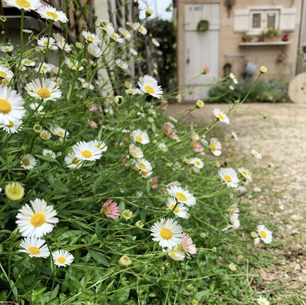 あの人の暮らしが素敵な理由 居心地の良い １７年目のお庭づくり 春の庭を楽しむ Shoko Gardenさん ムクリ Mukuri