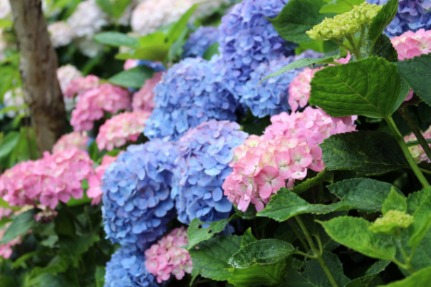 暮らしの中のお花 梅雨のジメジメをミントグリーンの色合いで爽やかに 生け方と長持ちのコツとは 紫陽花 ムクリ Mukuri