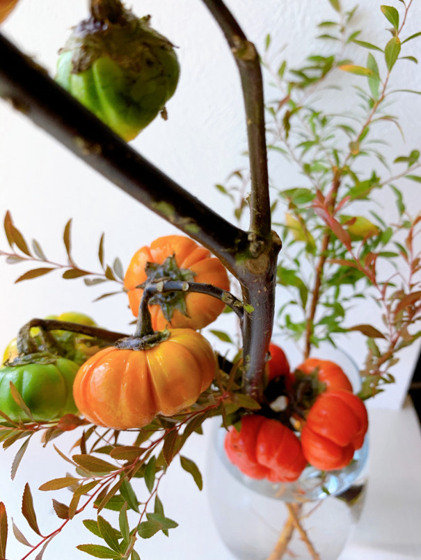 暮らしの中のお花 赤と緑 小ぶりの実が可愛い ハロウィン気分を盛り上げるお花 ソラナムパンプキン ムクリ Mukuri