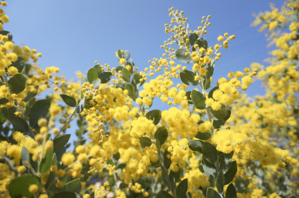 あの人の暮らしが素敵な理由 ありがとう の気持ちを贈るしあわせの黄色いお花 ミモザのある暮らし Flow Hayukaさん ムクリ Mukuri