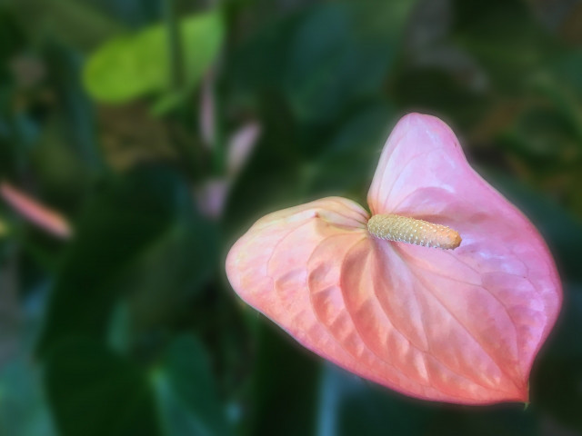 暮らしの中のお花 見ているだけで旅気分に 南国の雰囲気が味わえるお花 アンスリューム ムクリ Mukuri