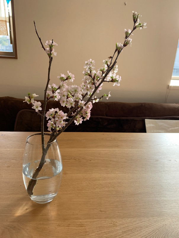 暮らしの中のお花 咲いた姿から散る様子まで美しい花 サクラ 桜 おうちで飾って春を先取り ムクリ Mukuri