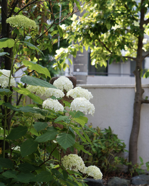 あの人の暮らしが素敵な理由 すっきりしないお天気が続いても 季節のお花や植物を飾ってリフレッシュ 花のある暮らし 我が家の６月の花 Norimmekkoさん ムクリ Mukuri