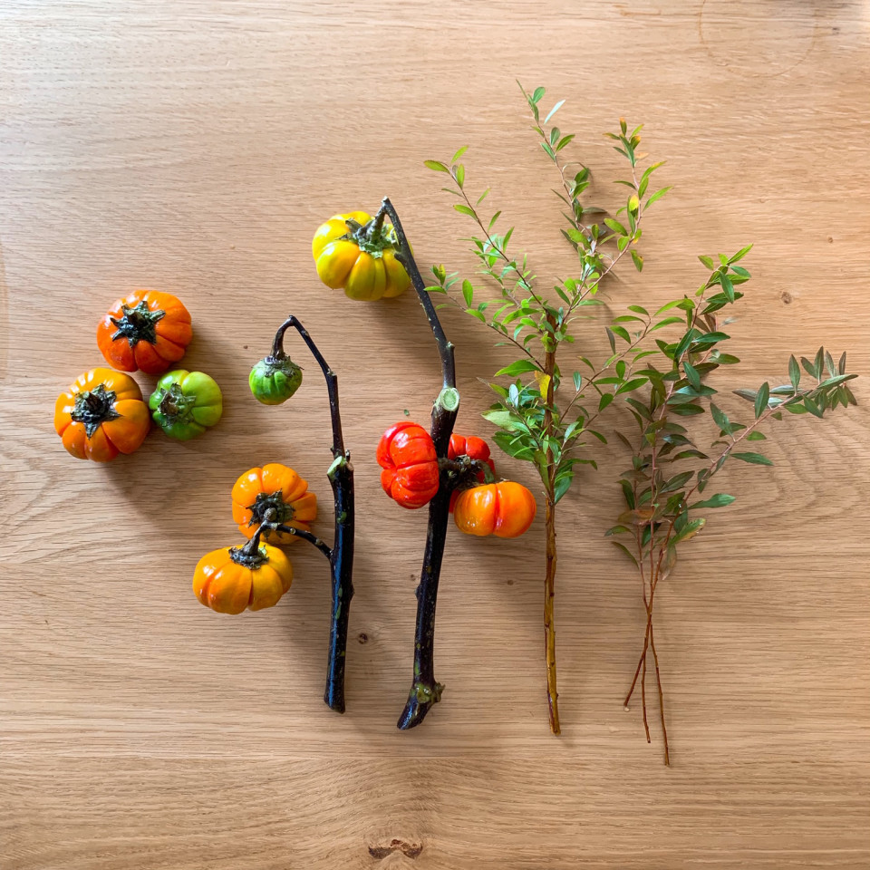 暮らしの中のお花 赤と緑 小ぶりの実が可愛い ハロウィン気分を盛り上げるお花 ソラナムパンプキン ムクリ Mukuri