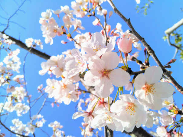 暮らしの中のお花 咲いた姿から散る様子まで美しい花 サクラ 桜 おうちで飾って春を先取り ムクリ Mukuri