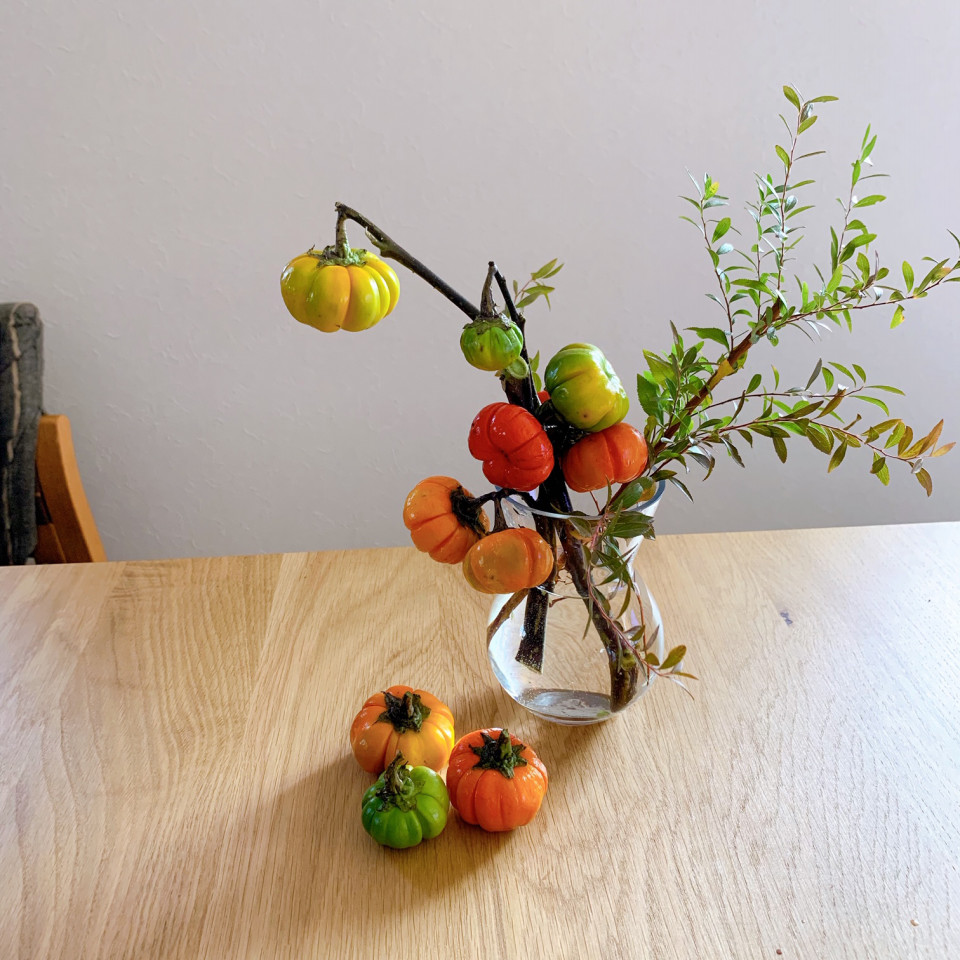 暮らしの中のお花 赤と緑 小ぶりの実が可愛い ハロウィン気分を盛り上げるお花 ソラナムパンプキン ムクリ Mukuri