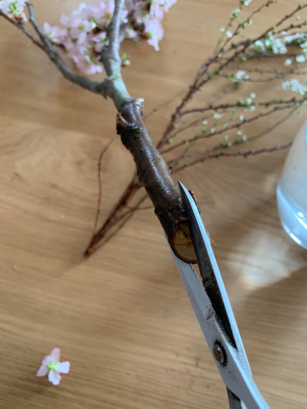 暮らしの中のお花 咲いた姿から散る様子まで美しい花 サクラ 桜 おうちで飾って春を先取り ムクリ Mukuri