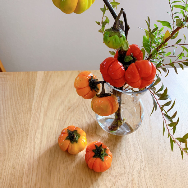 暮らしの中のお花 赤と緑 小ぶりの実が可愛い ハロウィン気分を盛り上げるお花 ソラナムパンプキン ムクリ Mukuri