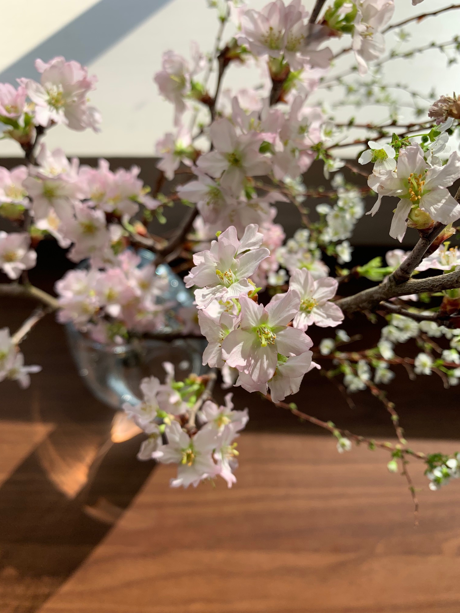 暮らしの中のお花 咲いた姿から散る様子まで美しい花 サクラ 桜 おうちで飾って春を先取り ムクリ Mukuri