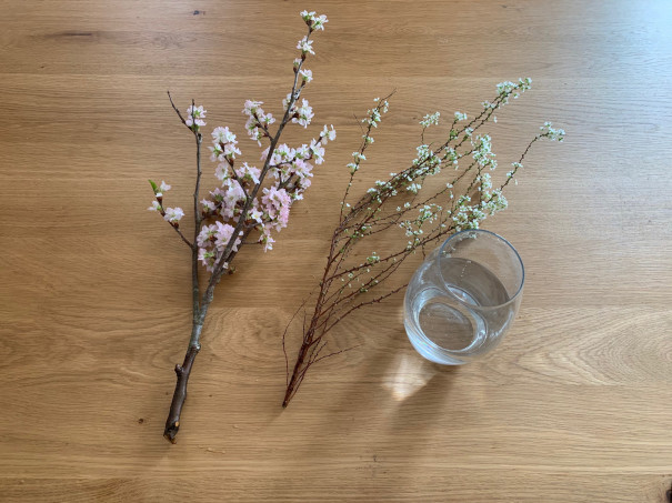 暮らしの中のお花 咲いた姿から散る様子まで美しい花 サクラ 桜 おうちで飾って春を先取り ムクリ Mukuri