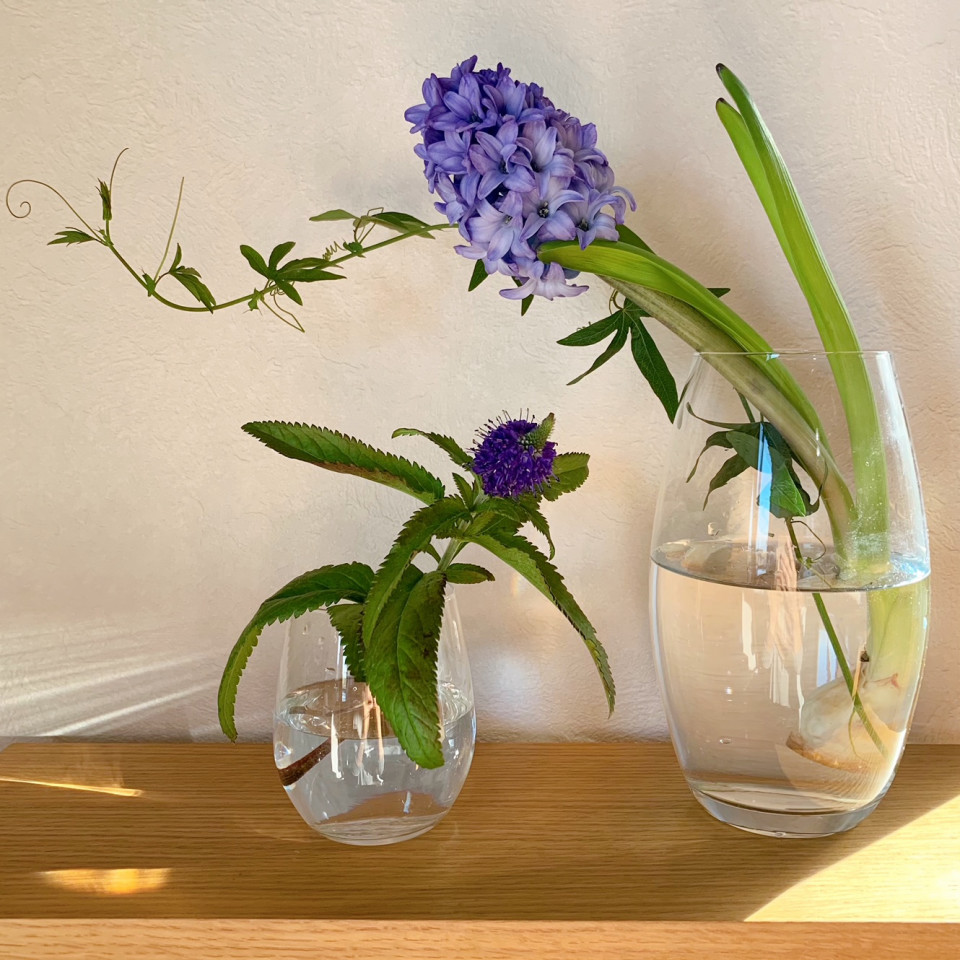 暮らしの中のお花 香りと共に感じる春の気配 色彩豊富な見応えのある人気のお花 ヒヤシンス ムクリ Mukuri 暮らしの中のお花 香りと共に感じる春の気配 色彩豊富な見応えのある人気のお花 ヒヤシンス ムクリ Mukuri
