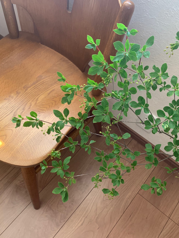 暮らしの中のお花 暑い夏も涼しげに インテリアグリーンとして人気の枝物 ドウダンツツジ ムクリ Mukuri