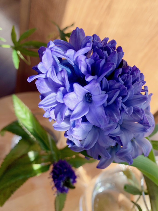 暮らしの中のお花 香りと共に感じる春の気配 色彩豊富な見応えのある人気のお花 ヒヤシンス ムクリ Mukuri 暮らしの中のお花 香りと共に感じる春の気配 色彩豊富な見応えのある人気のお花 ヒヤシンス ムクリ Mukuri