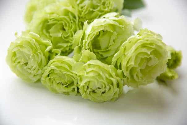 暮らしの中のお花 梅雨の時期でも清々しい印象のお花 生け方一つで変わるお家の雰囲気 トルコキキョウ ムクリ Mukuri