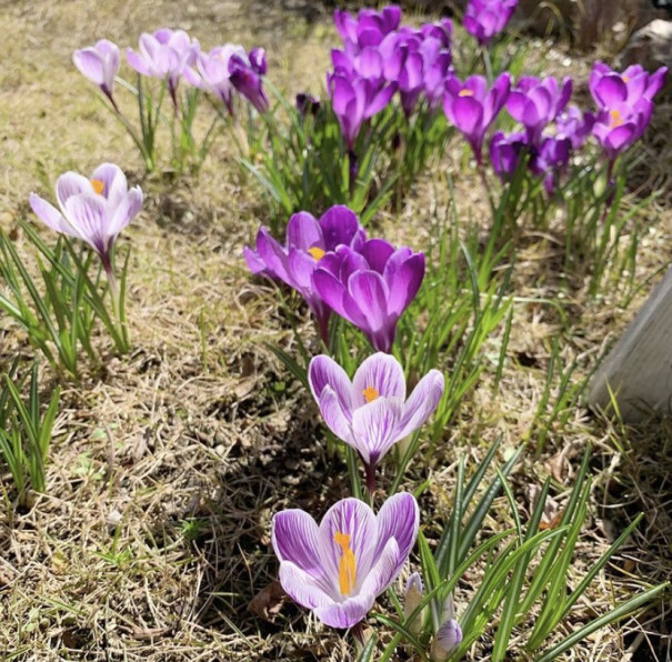 あの人の暮らしが素敵な理由 居心地の良い １７年目のお庭づくり 春の庭を楽しむ Shoko Gardenさん ムクリ Mukuri