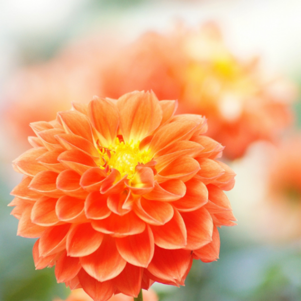 暮らしの中のお花 気品のある花姿は圧倒的な存在感 一輪でも豪華な秋のお花 ダリア ムクリ Mukuri