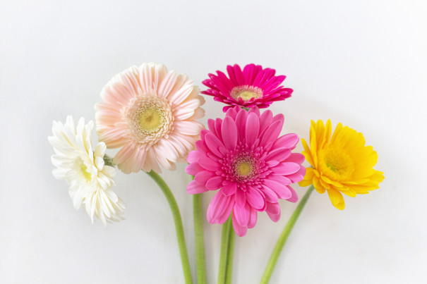 暮らしの中のお花 花言葉は 前向き 希望 淡いピンク色が活力を与える 洋花の代表的なお花 ４ １８はガーベラの日 ムクリ Mukuri