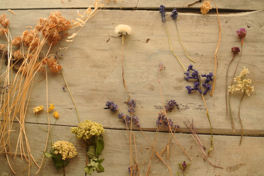 ドライフラワー 猫とハーブとずぼら家飯ブログ