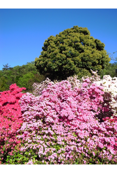 市議 町議のhp Sns とりあえず両毛地域