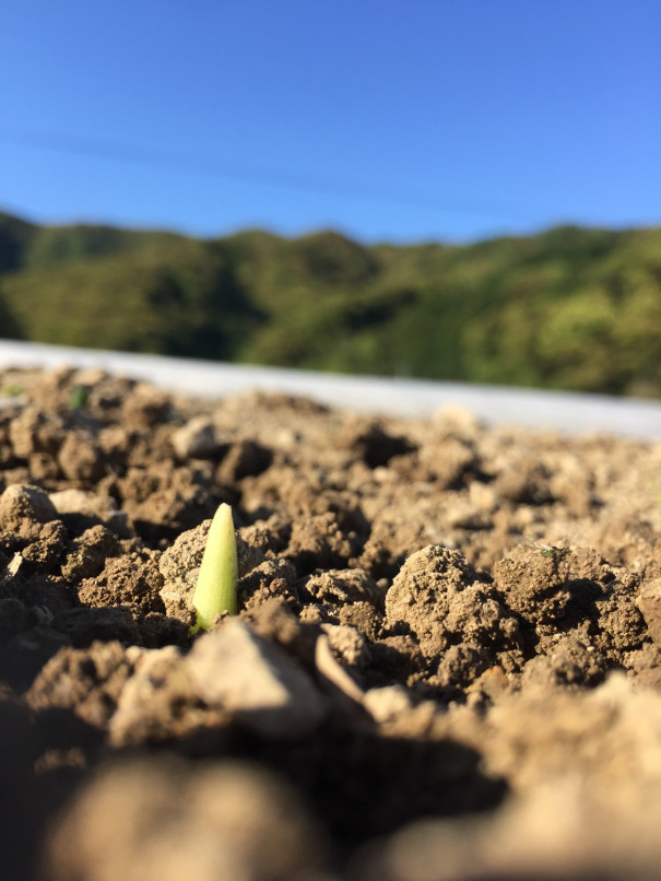 同じ生姜はできません 自然農園よりこんぼ 同じ生姜はできません 自然農園よりこんぼ
