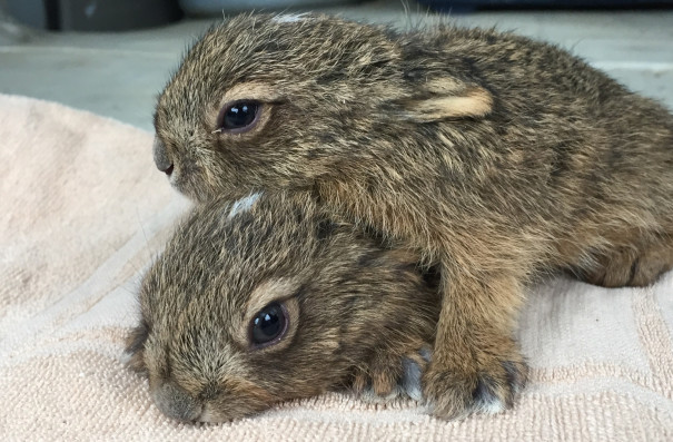 野ウサギ 自然農園よりこんぼ