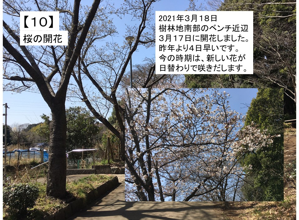 自然豊かな若葉台公園で、2021春夏に見られた植物 | わかば通信