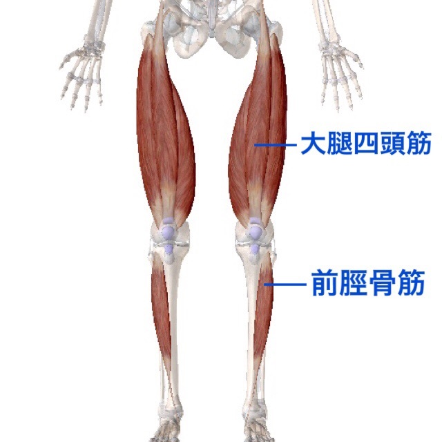 ふくらはぎの張り感 治療家パーソナルトレーナー柴雅仁のブログ 横浜 鶴見 川崎 蒲田