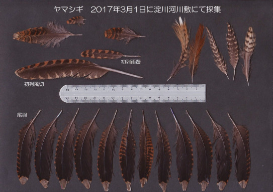 ヤマシギの剥製 （鳥研博物館開設しました！ | 京大野鳥研究会）