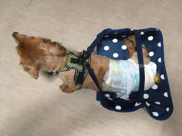 犬用の車椅子を作ってみました Usa Official Web Site 犬用の車椅子を作ってみました Usa Official Web Site