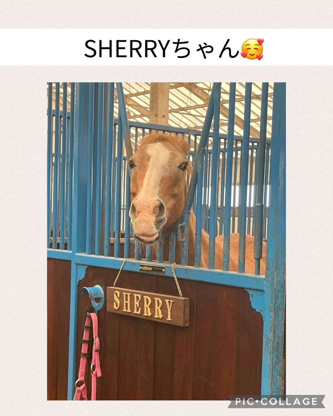 最終価格 那須ファーマーズビレッジ 紗栄子 🐴NASU FARM VILLAGEに行き、紗栄子さんとお会いしました