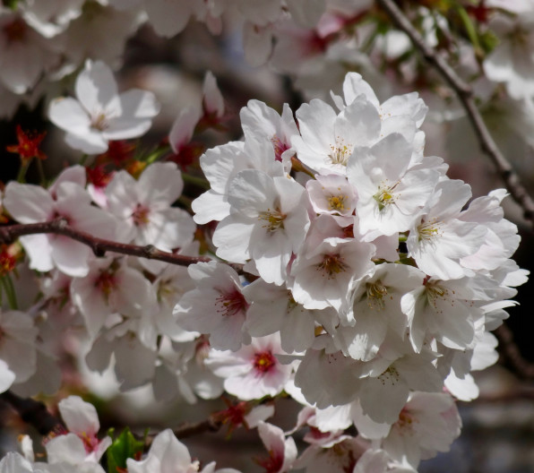 すべての花の画像 75 ばんだ 花