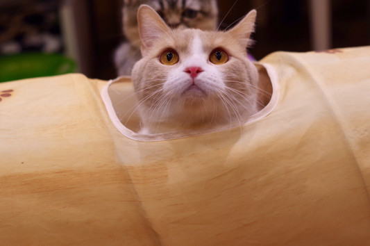 本日3 4月曜日 空２歳の誕生日 猫カフェもふにゃん